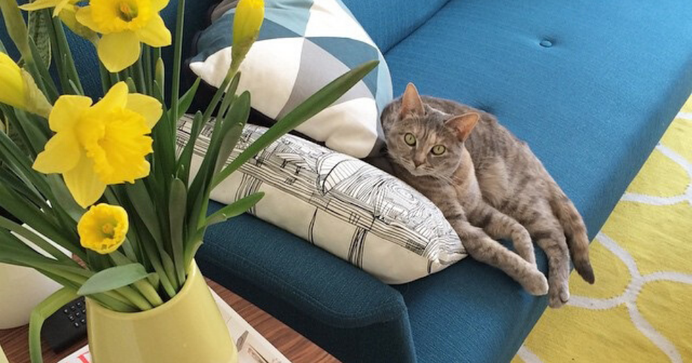 eviter-chat-griffe-canape