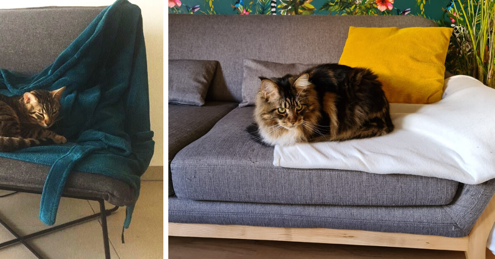 protection-plaid-chat-griffe